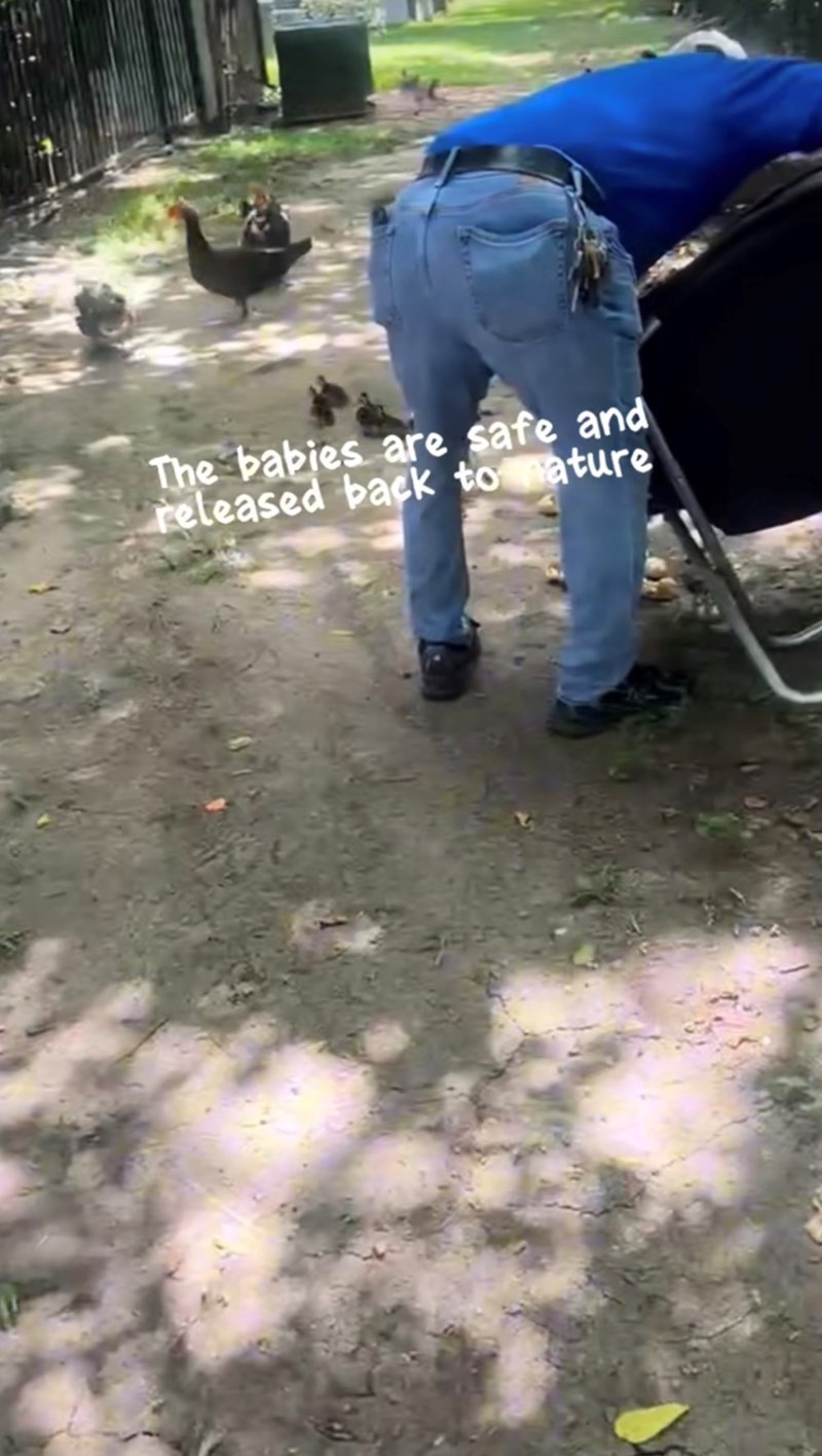 The babies are safe and released back to mature