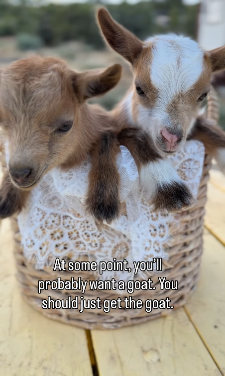 At some point, you'll probably want a goat. You should just get the goat.