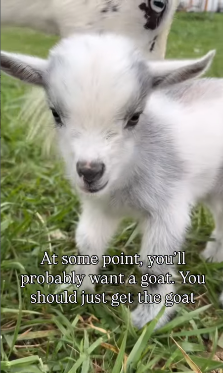 At some point, you'll probably want a goat. You should just get the goat