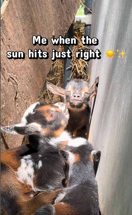 Me when the sun hits just right