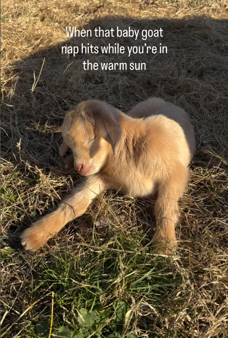 When that baby goat nap hits while you're in the warm sun