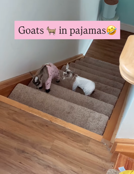 Goats in pajamas