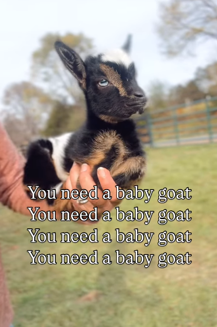 You need a baby goat You need a baby goat You need a baby goat You need a baby goat