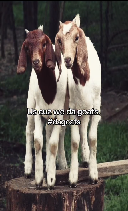 Us cuz we da goats. #dagoats