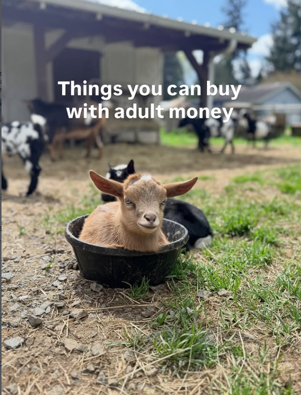 Things you can buy with adult money