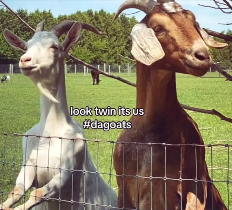 look twin its us #dagoats