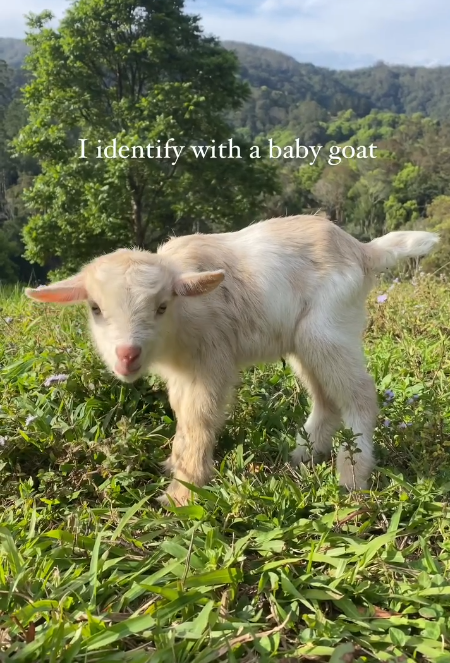 I identify with a baby goat