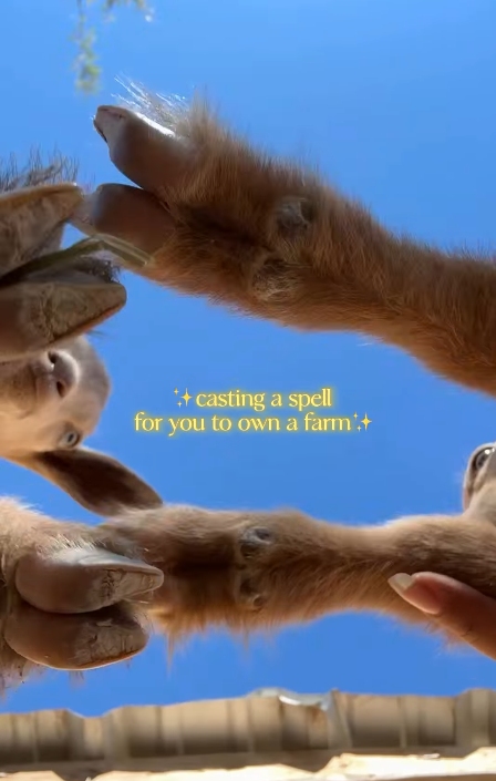 ++casting a spell for you to own a farm+
