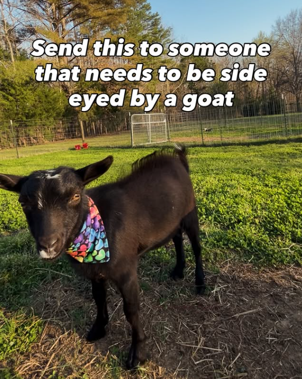 Send this to someone that needs to be side eyed by a goat