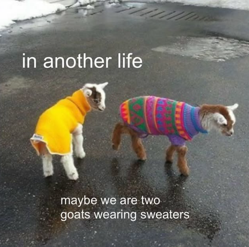 in another life maybe we are two goats wearing sweaters