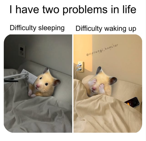 I have two problems in life Difficulty sleeping Difficulty waking up @nurungi hamster