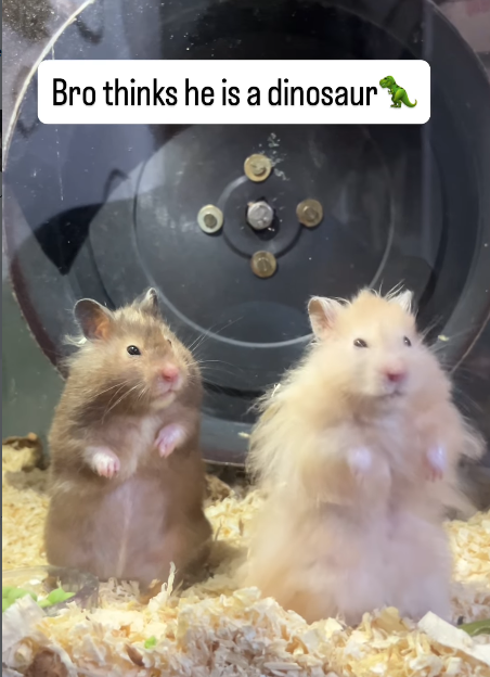 Bro thinks he is a dinosaur