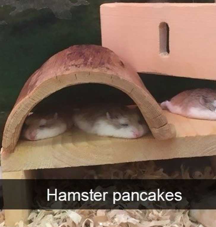 Hamster pancakes