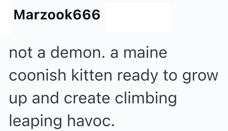 Marzook666 not a demon. a maine coonish kitten ready to grow up and create climbing leaping havoc.