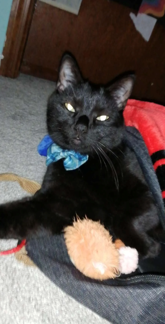 Cheezburger Image 10649078528