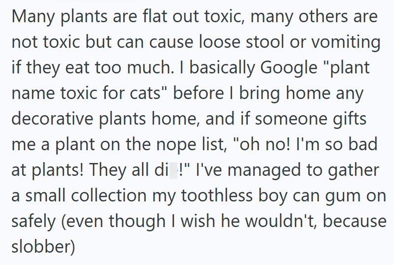 Many plants are flat out toxic, many others are not toxic but can cause loose stool or vomiting if they eat too much. I basically Google "plant name toxic for cats" before I bring home any decorative plants home, and if someone gifts me a plant on the nope list, "oh no! I'm so bad at plants! They all di !" I've managed to gather a small collection my toothless boy can gum on safely (even though I wish he wouldn't, because slobber)