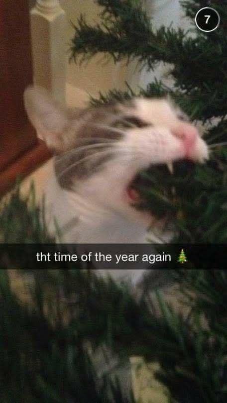 tht time of the year again 7