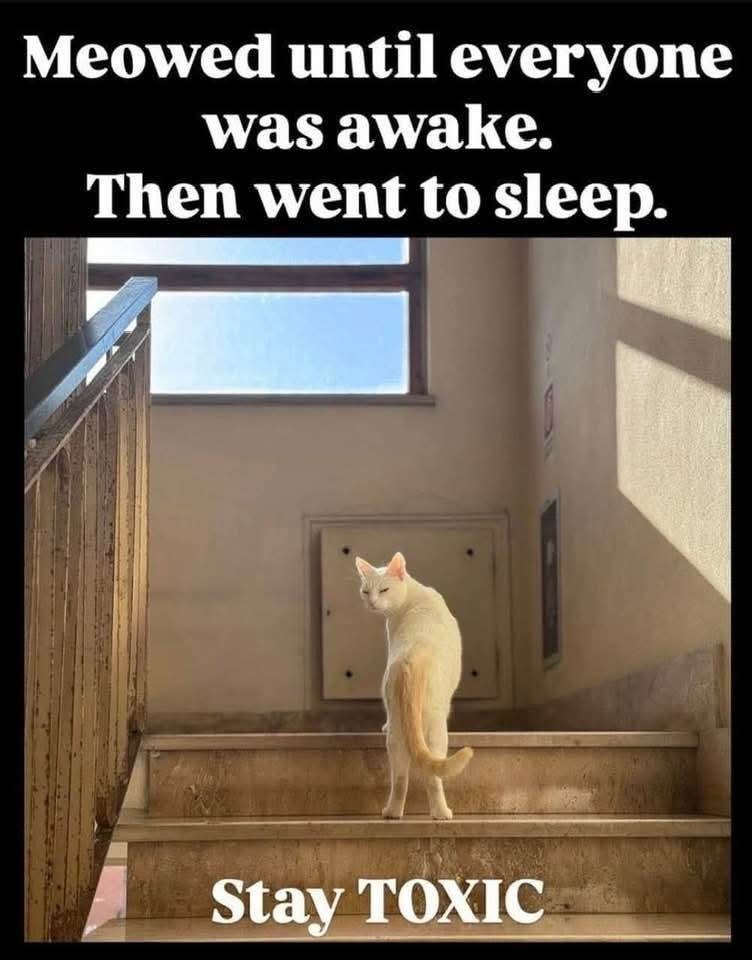 Meowed until everyone was awake. Then went to sleep. Stay TOXIC