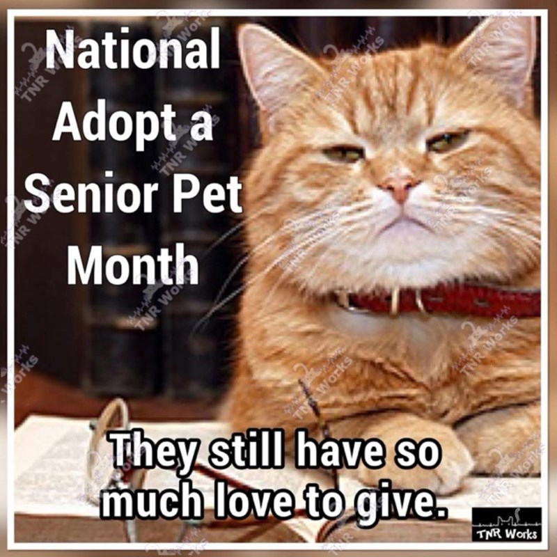 NR W TNR W Work National Adopt a Senior Pet Month TNR WO HR Works TN Works Ne Works TNR Works They still have so much love to give. NB Works TNR Works THR Work
