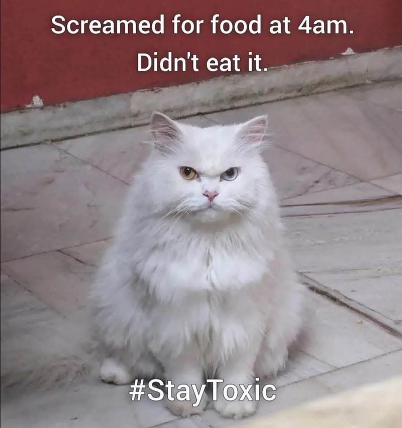 Screamed for food at 4am. Didn't eat it. #Stay Toxic