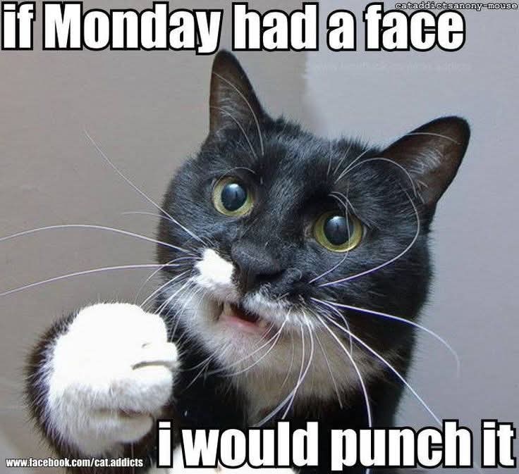 cataddictsanony-mouse if Monday had a face i would punch it www.facebook.com/cat.addicts