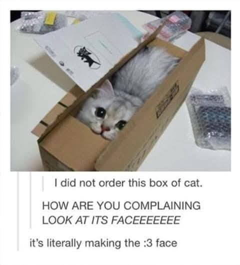 I did not order this box of cat. HOW ARE YOU COMPLAINING LOOK AT ITS FACEEEEEEE it's literally making the :3 face