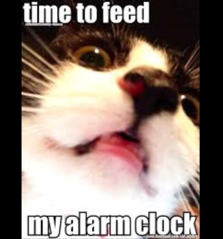 time to feed my alarm clock