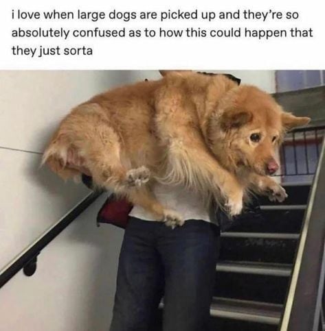 i love when large dogs are picked up and they're so absolutely confused as to how this could happen that they just sorta