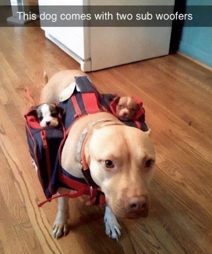 This dog comes with two sub woofers