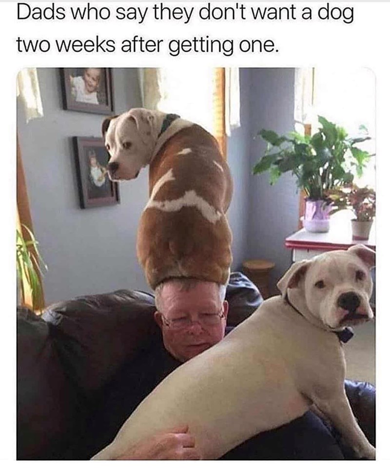 Dads who say they don't want a dog two weeks after getting one.