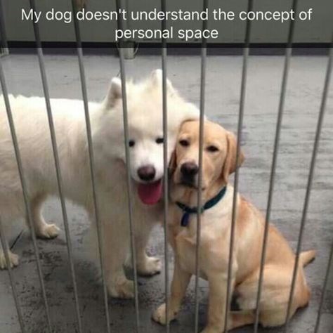 My dog doesn't understand the concept of personal space