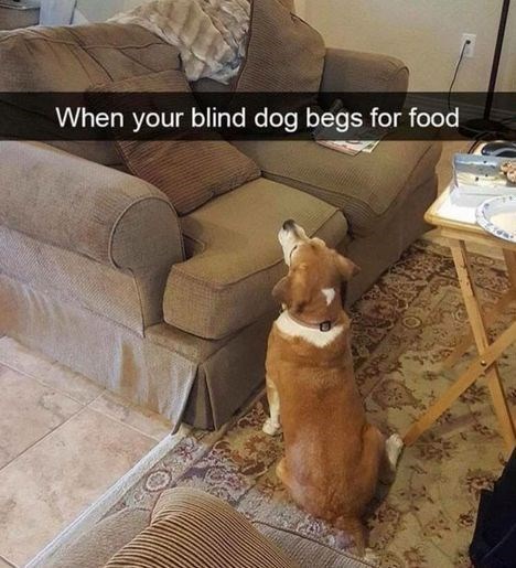 When your blind dog begs for food