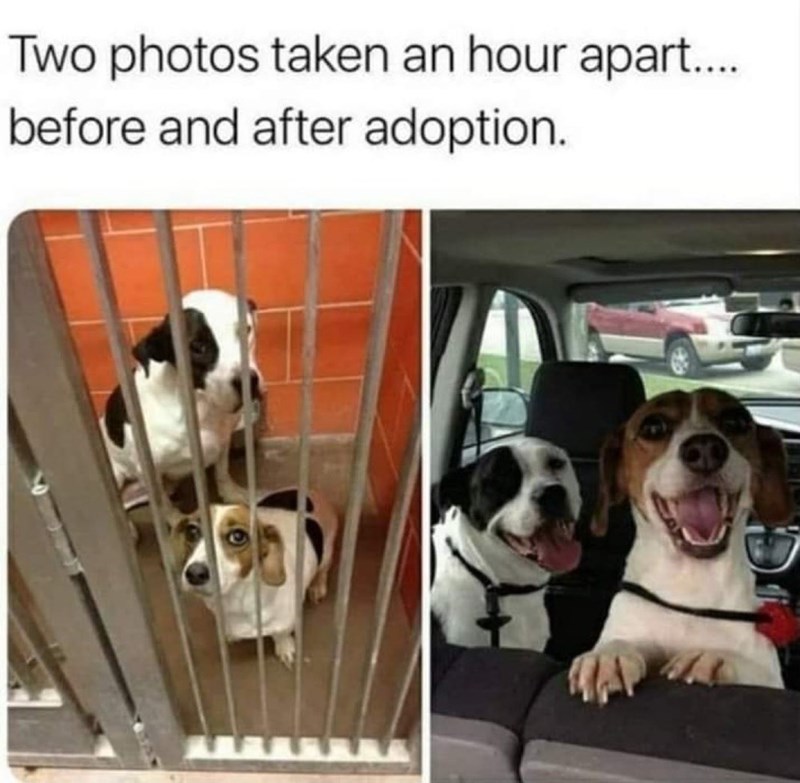 Two photos taken an hour apart..... before and after adoption.