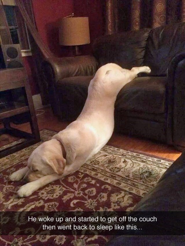 He woke up and started to get off the couch then went back to sleep like this...