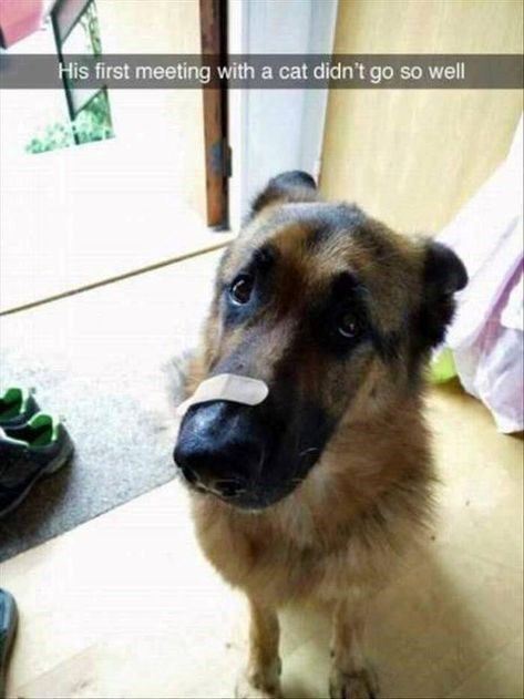 His first meeting with a cat didn't go so well