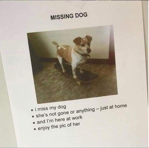 MISSING DOG • i miss my dog ⚫ she's not gone or anything - just at home .and I'm here at work • enjoy the pic of her