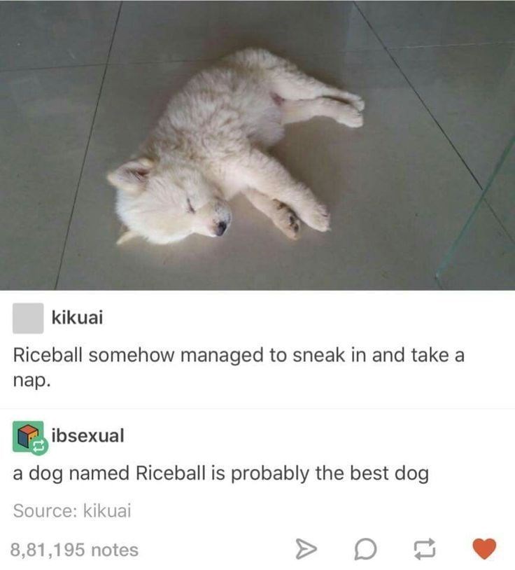 kikuai Riceball somehow managed to sneak in and take a nap. ibsexual a dog named Riceball is probably the best dog Source: kikuai 8,81,195 notes D