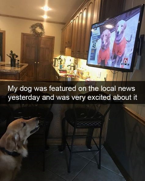 ATACE 48 62 My dog was featured on the local news yesterday and was very excited about it
