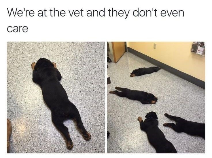 We're at the vet and they don't even care
