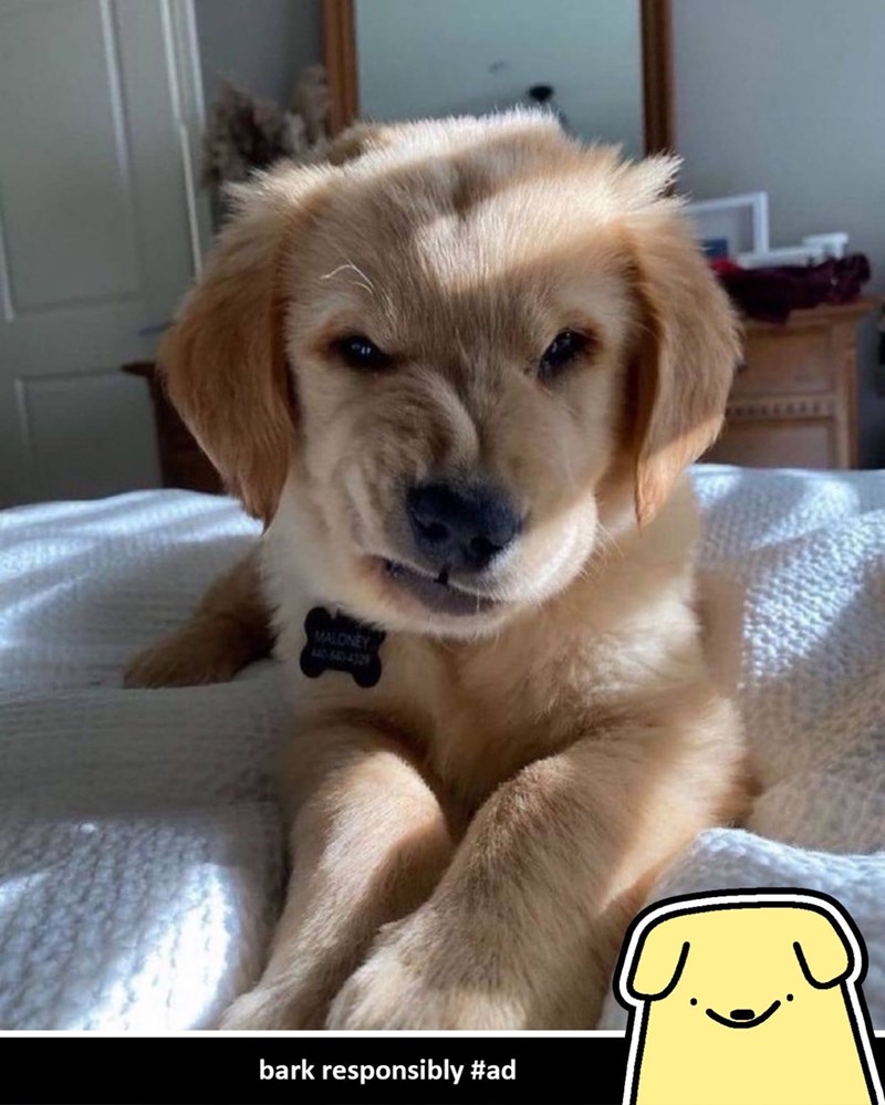 MALONEY 440-640-4329 bark responsibly #ad