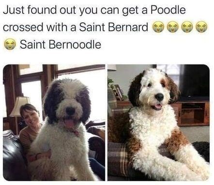 Just found out you can get a Poodle crossed with a Saint Bernard Saint Bernoodle H