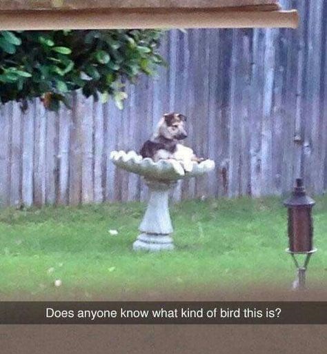 Does anyone know what kind of bird this is?
