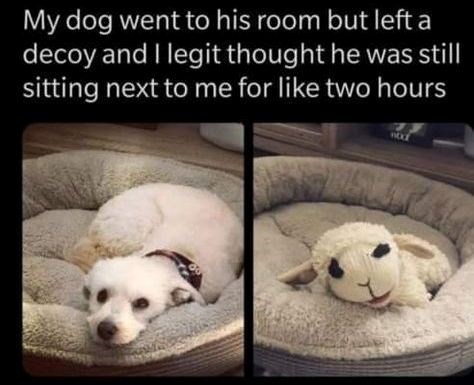 My dog went to his room but left a decoy and I legit thought he was still sitting next to me for like two hours