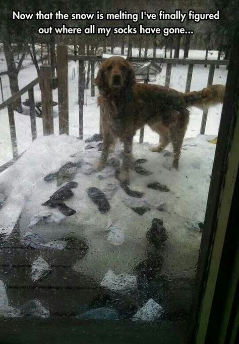 Now that the snow is melting I've finally figured out where all my socks have gone...