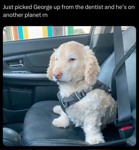 Just picked George up from the dentist and he's on another planet rn