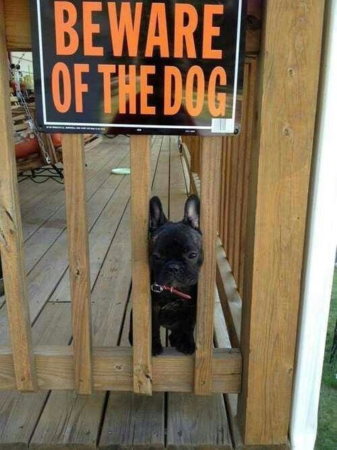 BEWARE OF THE DOG