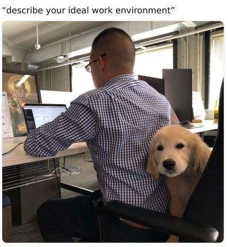 "describe your ideal work environment"