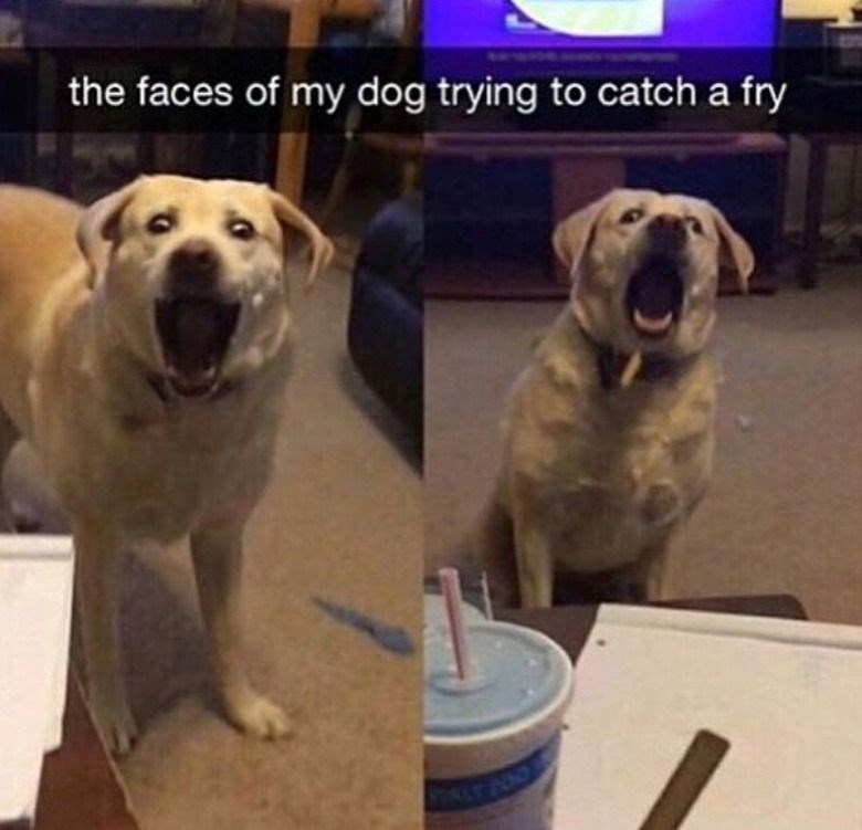 the faces of my dog trying to catch a fry NT 100