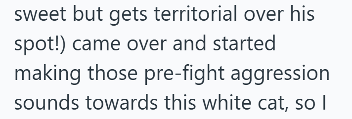 sweet but gets territorial over his spot!) came over and started making those pre-fight aggression sounds towards this white cat, so I