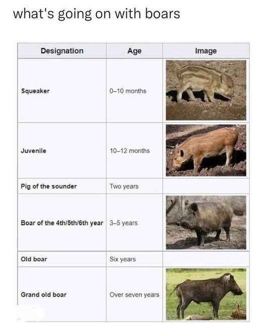 what's going on with boars Designation Age Image Squeaker 0-10 months Juvenile 10-12 months Pig of the sounder Two years Boar of the 4th/5th/6th year 3-5 years Old boar Six years Grand old boar Over seven years